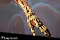 VBS_2820 - Mostra Body Worlds